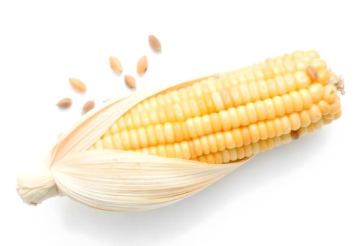 Top View of a Peeled Ear of Corn and Seeds